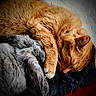 cat, rabbit, sleeping, cozy, fur, animal, pet, cushion, closeup, indoor, resting, soft, cute, friendship, nap, ginger_cat, grey_rabbit, domestic_animal, peaceful, companion