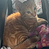 kitten, cat, orange_tabby, feline, pet, animal, cute, fur, whiskers, resting, blanket, colorful, soft, mesh_carrier, indoor, closeup, young, sleepy, curious, small