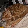 cat, ginger_cat, sleeping, curled_up, paw_pads, striped_fur, cozy, indoor, blanket, soft_texture, pet, fur, resting, animal, cute, relaxation, whiskers, close_up, bed, nap