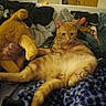 Azalée participe au concours pour gagner de l'argent avec cette photo : cat, orange_tabby, stuffed_animal, blanket, clothes, indoor, furniture, shelf, tapestry, relaxed, feline, pet, cozy, room, soft_toys, domestic, fur, resting, casual, home