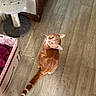 Azalée a rejoint le concours — aidez-le/la à gagner de superbes lots ! cat, orange_tabby, wooden_floor, scratching_post, cardboard_box, pink_cloth, indoor, pet, curious, looking_up, feline, tail, whiskers, ears, flooring, home, domestic, animal, cute, playful