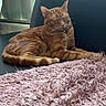 cat, orange_tabby, sleeping, chair, blanket, indoor, pet, feline, relaxed, cozy, window, sunlight, fur, whiskers, domestic_animal, resting, comfortable, home, animal, cute