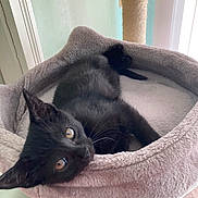 Figaro joined the competition — help win amazing prizes! black_cat, kitten, cat_bed, plush, cozy, indoor, pet, scratching_post, relaxed, feline, curious, closeup, animal, cute, soft_texture, resting, young_cat, home, comfortable, looking_at_camera