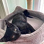 animal, black_cat, cat_bed, closeup, comfortable, cozy, curious, cute, feline, home, indoor, kitten, looking_at_camera, pet, plush, relaxed, resting, scratching_post, soft_texture, young_cat