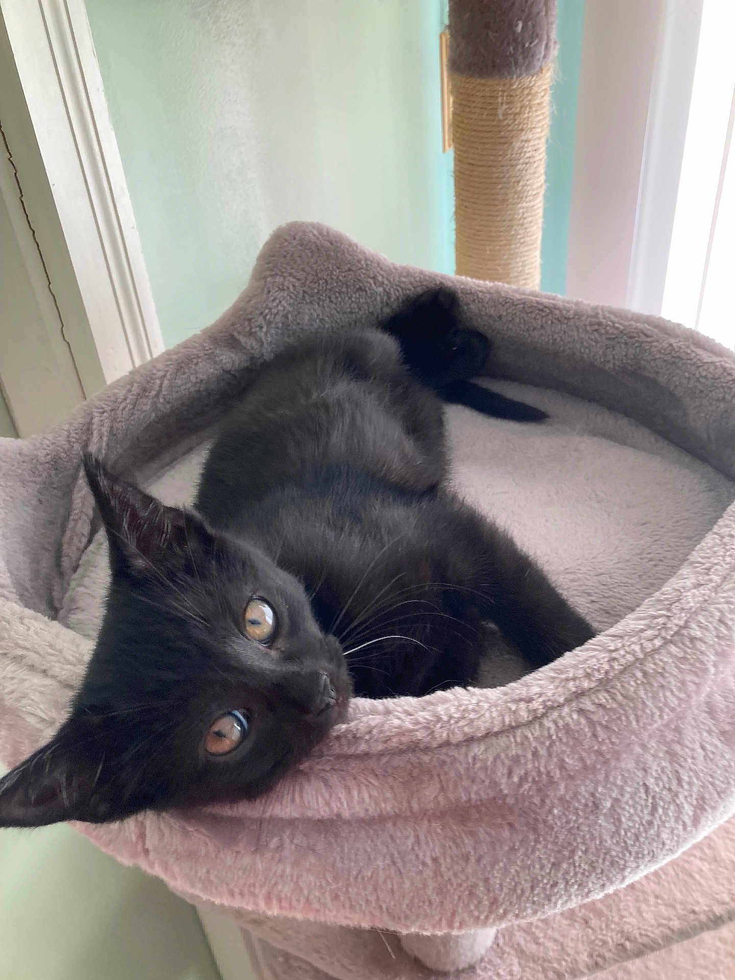 Figaro