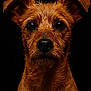 dog, wet_fur, portrait, close_up, brown_dog, animal, pet, ears, black_background, face, eyes, nose, whiskers, fur_texture, canine, looking_at_camera, expression, headshot, adorable, studio_shot