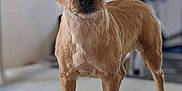 Jazzie a rejoint le concours — aidez-le/la à gagner de superbes lots ! dog, small_dog, brown_dog, standing, ears_up, pet, indoor, table, fur, canine, animal, looking_at_camera, curious, cute, domestic_animal, mammal, alert, portrait, short_fur, friendly