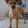 dog, small_dog, brown_dog, standing, ears_up, pet, indoor, table, fur, canine, animal, looking_at_camera, curious, cute, domestic_animal, mammal, alert, portrait, short_fur, friendly