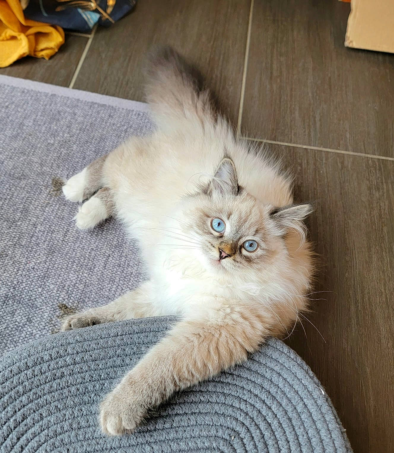 Paillette participe au concours pour gagner de l'argent avec cette photo : british_longhair, carnivore, cat, claw, companion_dog, domestic_short_haired_cat, eye, fawn, felidae, flooring, fur, musical_instrument, paw, ragdoll, road_surface, small_to_medium_sized_cats, snout, tail, terrestrial_animal, whiskers