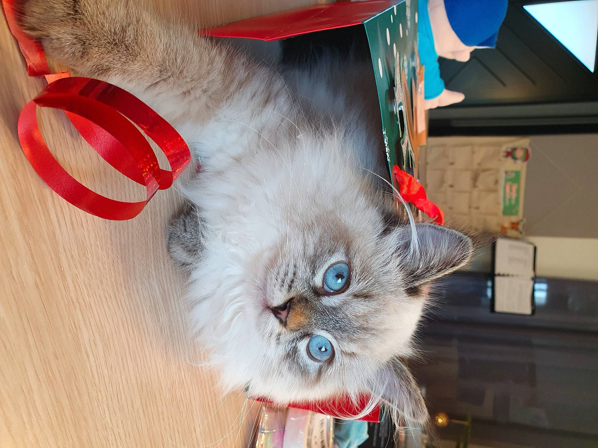 Paillette participe au concours pour gagner de l'argent avec cette photo : box, british_longhair, carnivore, cat, claw, companion_dog, fawn, felidae, fur, paw, photo_caption, small_to_medium_sized_cats, snout, tail, whiskers