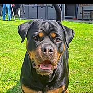 Skyl a rejoint le concours — aidez-le/la à gagner de superbes lots ! dog, rottweiler, pet, grass, outdoor, animal, canine, friendly, black, brown, fur, tongue, mouth_open, ears, tail, backyard, sunlight, daytime, nature, companion