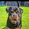 dog, rottweiler, pet, grass, outdoor, animal, canine, friendly, black, brown, fur, tongue, mouth_open, ears, tail, backyard, sunlight, daytime, nature, companion