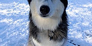 Vicky participe au concours pour gagner de l'argent avec cette photo : alert, animal, blue_eyes, canine, cold, collar, daylight, dog, forest, fur, husky, mammal, nature, outdoor, pet, portrait, sitting, snow, snowy, winter