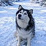 Vicky a rejoint le concours — aidez-le/la à gagner de superbes lots ! alert, animal, blue_eyes, canine, cold, cute, dog, fluffy, forest, fur, husky, nature, outdoor, pet, sitting, snow, snowy_ground, trees, winter, winter_forest