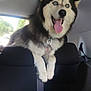 dog, husky, blue_eyes, car, backseat, happy, tongue_out, pet, animal, fur, seat, window, collar, adventure, indoor, transportation, mammal, black_and_white, excited, vehicle