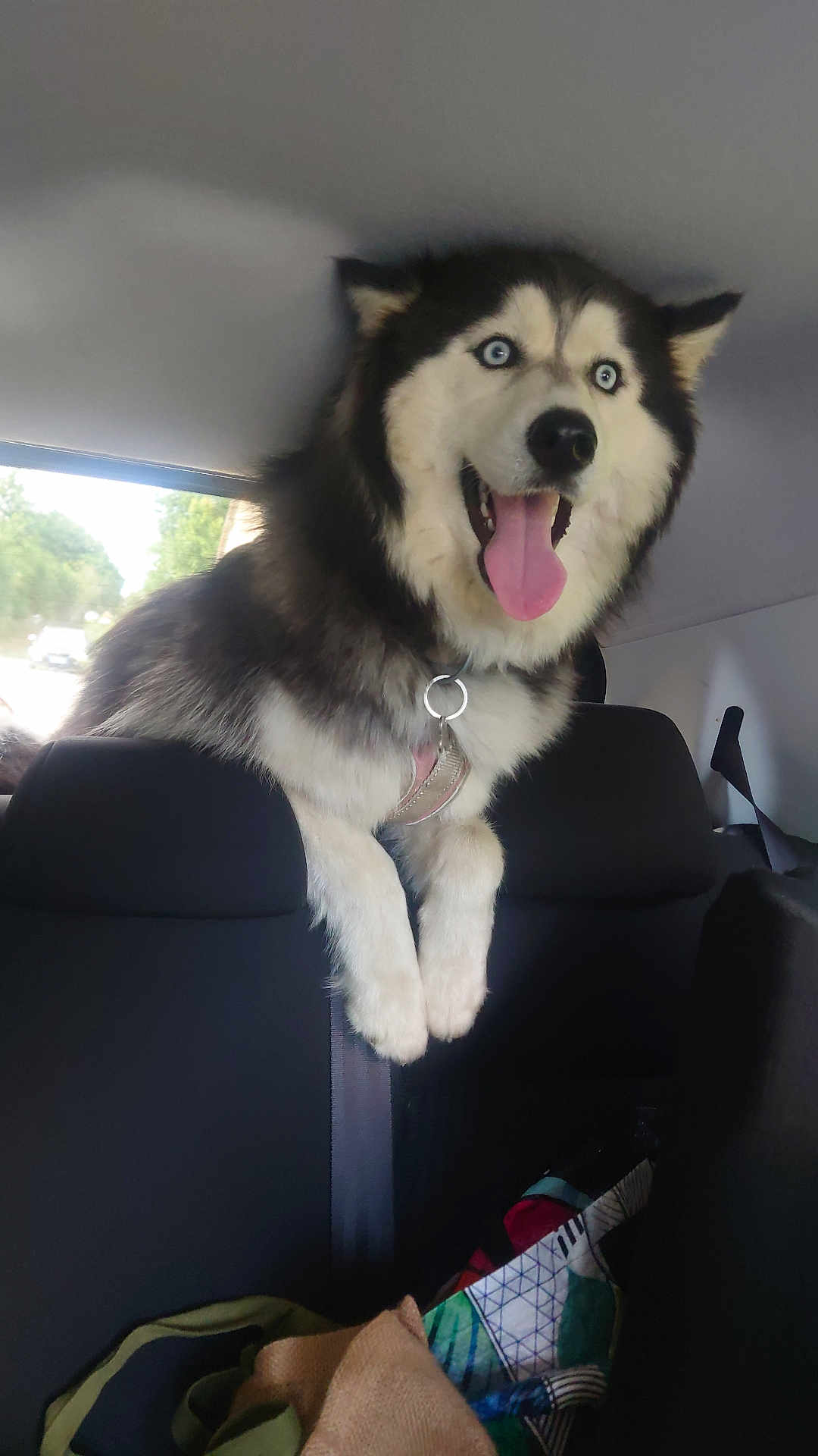 Vicky participe au concours pour gagner de l'argent avec cette photo : dog, husky, blue_eyes, car, backseat, happy, tongue_out, pet, animal, fur, seat, window, collar, adventure, indoor, transportation, mammal, black_and_white, excited, vehicle
