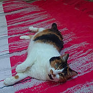 Câline participe au concours pour gagner de l'argent avec cette photo : cat, calico, bed, bedspread, red, white, pattern, feline, pet, indoor, resting, animal, cute, cozy, fur, whiskers, relaxed, looking, lying, head