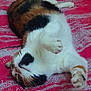 Câline participe au concours pour gagner de l'argent avec cette photo : cat, calico, pet, feline, relaxed, lying_down, paw, fur, whiskers, indoor, animal, cute, sleepy, soft, domestic_animal, resting, playful, cozy, patterned_background, red