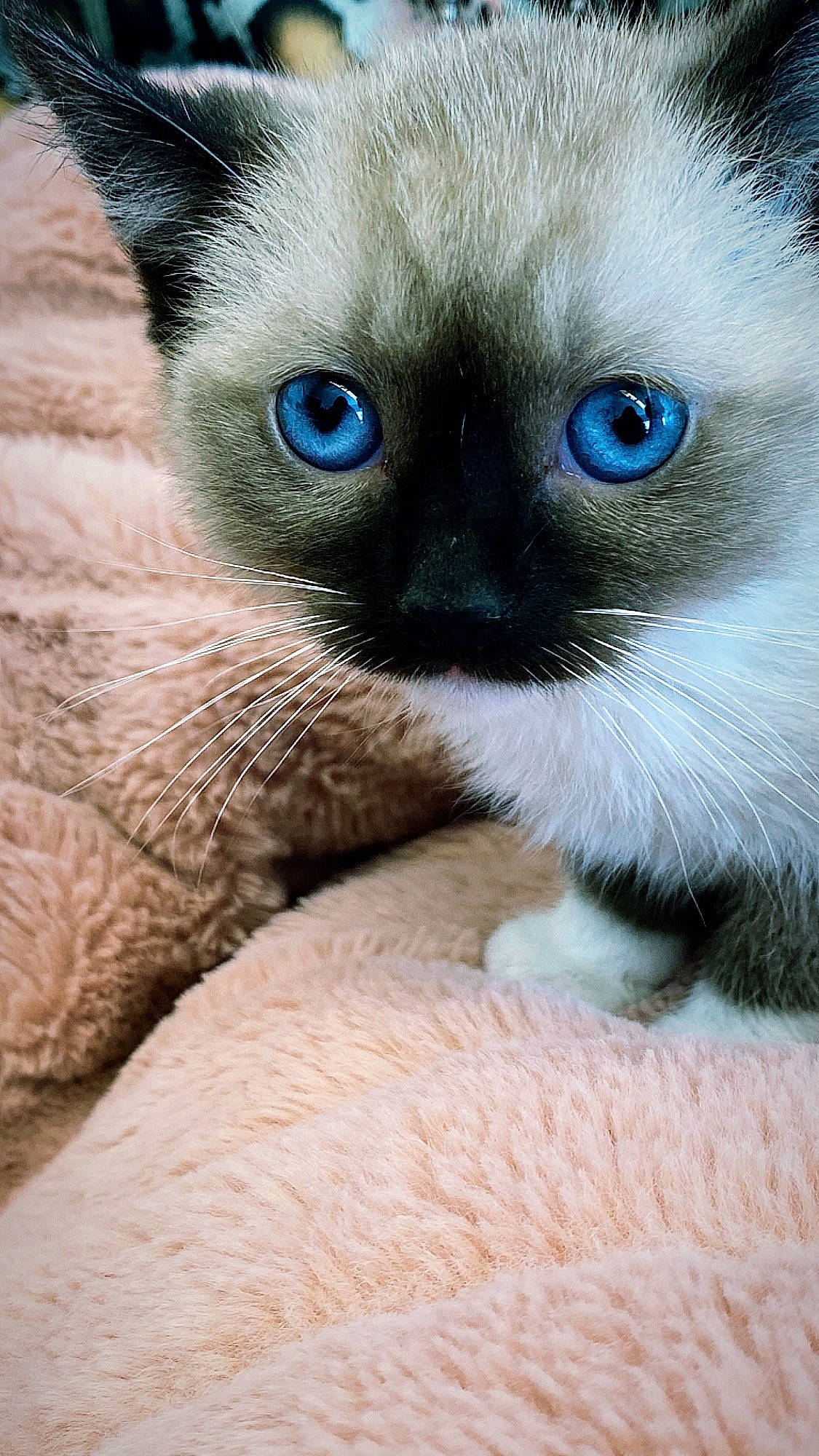 Gwen joined the competition — help win amazing prizes! balinese, birman, carnivore, cat, claw, close_up, comfort, domestic_short_haired_cat, electric_blue, fawn, felidae, fur, human_body, iris, siamese, small_to_medium_sized_cats, snout, terrestrial_animal, thai, whiskers