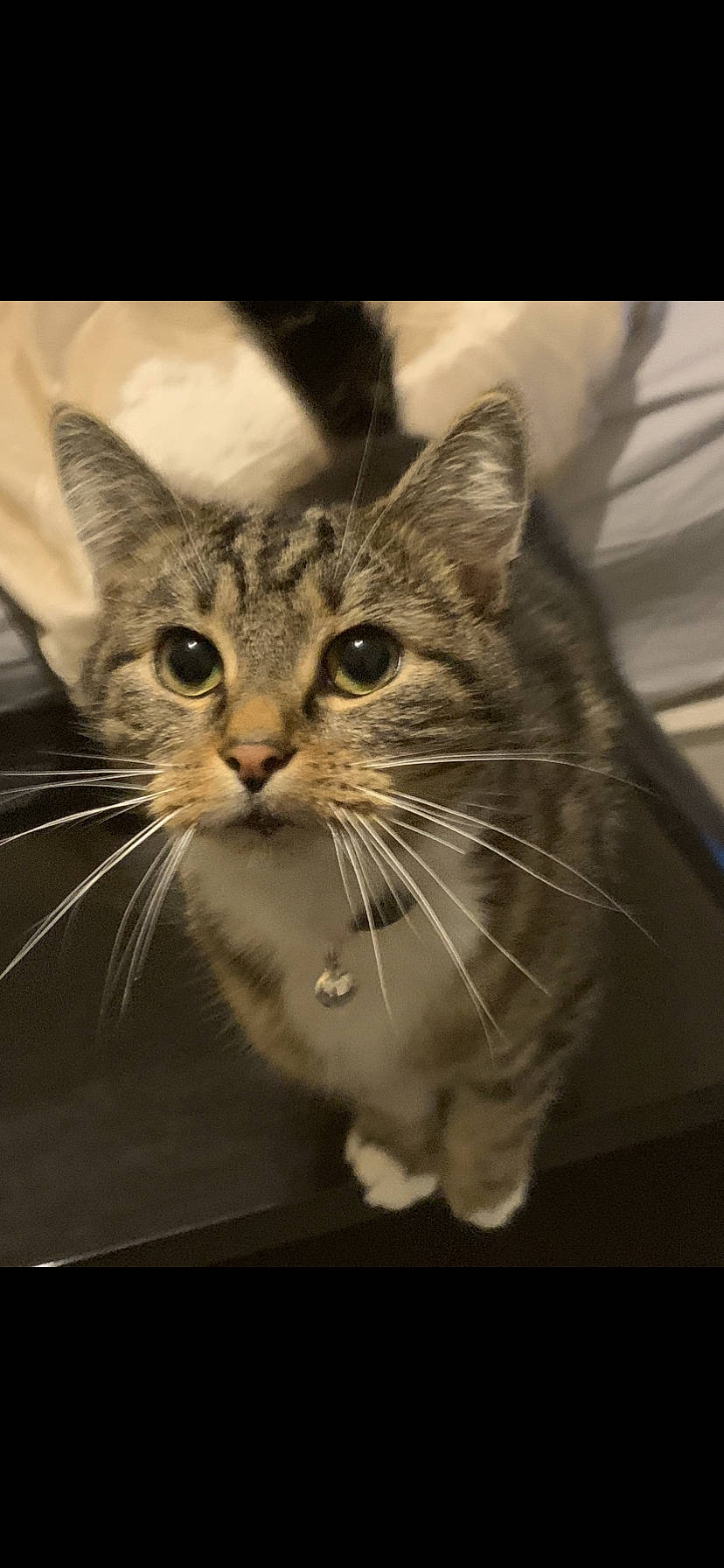 Flash joined the competition — help win amazing prizes! carnivore, cat, claw, close_up, domestic_short_haired_cat, felidae, fur, paw, photo_caption, small_to_medium_sized_cats, snout, tree, whiskers, window