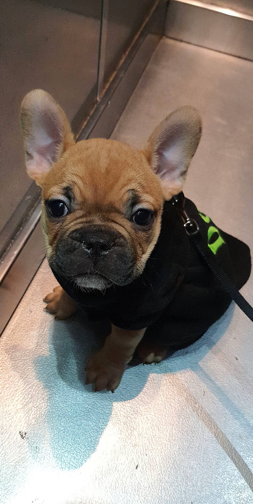 Maya a rejoint le concours — aidez-le/la à gagner de superbes lots ! bulldog, canidae, carnivore, companion_dog, dog, dog_breed, ear, eye, fawn, french_bulldog, fur, molosser, puppy, snout, sporting_group, terrestrial_animal, toy_dog, whiskers, working_animal, wrinkle