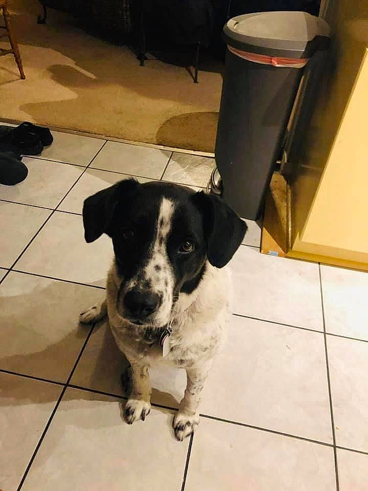 Dottie is registered to the contest to win money with this photo: canidae, collar, companion_dog, dog, dog_breed, fawn, floor, flooring, fur, hardwood, leash, paw, pet_supply, snout, street_dog, tail, tile, tile_flooring, working_animal, working_dog