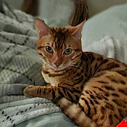 Leo joined the competition — help win amazing prizes! cat, bengal_cat, animal, pet, feline, fur, striped, spotted, sleeping_area, blanket, cozy, indoor, closeup, whiskers, ears, eyes, resting, cute, soft, domestic_cat