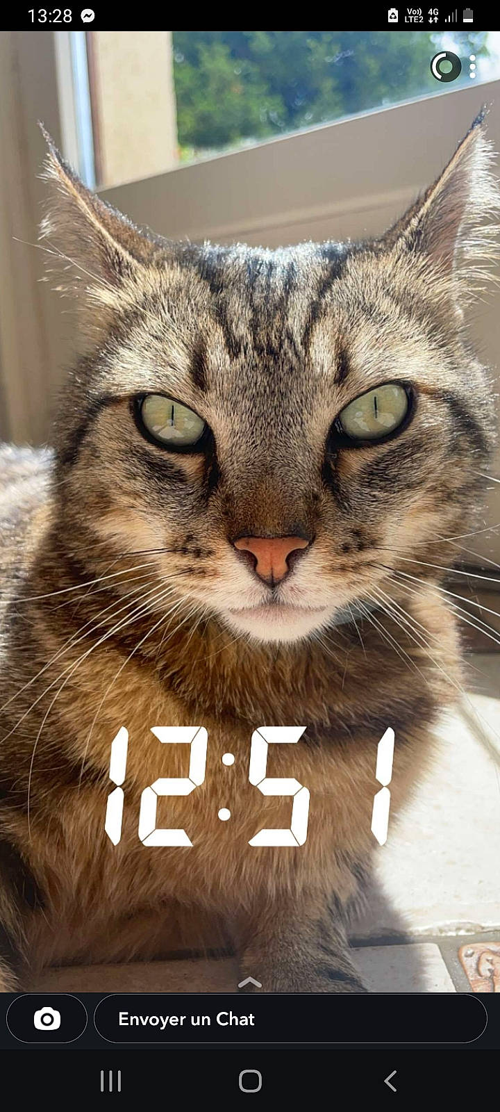 Mojito participe au concours pour gagner de l'argent avec cette photo : carnivore, cat, cat_supply, domestic_short_haired_cat, felidae, font, fur, grass, paw, pet_supply, photo_caption, photography, small_to_medium_sized_cats, snout, square, terrestrial_animal, tree, whiskers, wildlife