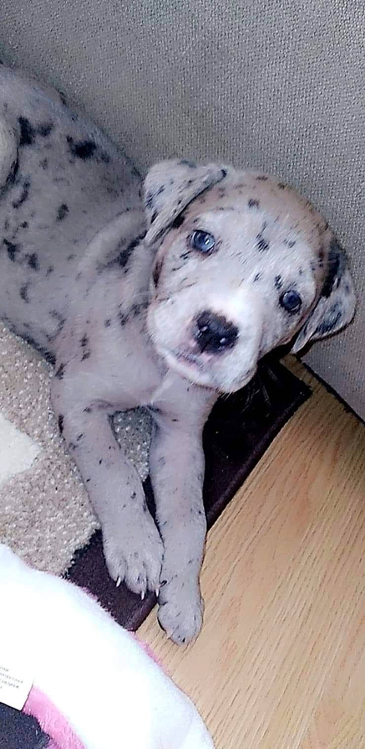 Jessica is registered to the contest to win money with this photo: canidae, carnivore, companion_dog, dog, dog_breed, dog_supply, fawn, fur, hardwood, non_sporting_group, paw, pet_supply, puppy, snout, sporting_group, tail, toy_dog, whiskers, working_animal