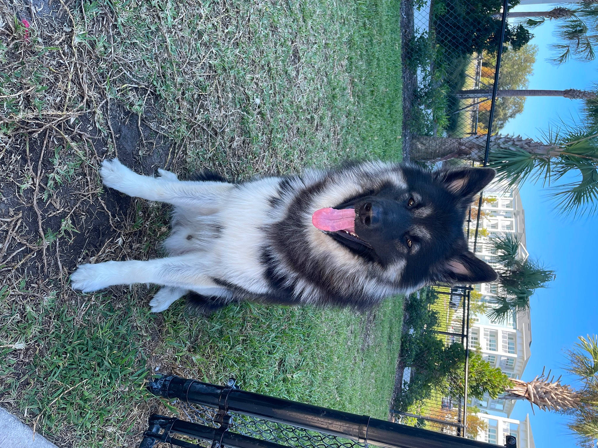 Leonidas joined the competition — help win amazing prizes! canidae, canis, carnivore, collar, companion_dog, dog, dog_breed, fence, fur, grass, pet_supply, plant, sky, snout, sporting_group, tail, tree, window, working_animal, working_dog