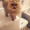Nina participe au concours pour gagner de l'argent avec cette photo : asian, asian_semi_longhair, british_longhair, british_semi_longhair, carnivore, cat, domestic_long_haired_cat, eye, fawn, felidae, fur, himalayan, kitten, mammal, napoleon_cat, persian, ragamuffin, small_to_medium_sized_cats, snout, whiskers