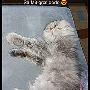 Nina a rejoint le concours — aidez-le/la à gagner de superbes lots ! british_longhair, carnivore, cat, felidae, fur, norwegian_forest_cat, organism, paw, photo_caption, polydactyl_cat, small_to_medium_sized_cats, tail, whiskers