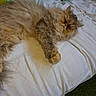 Nina participe au concours pour gagner de l'argent avec cette photo : british_longhair, british_semi_longhair, carnivore, cat, domestic_long_haired_cat, fawn, felidae, fur, mammal, nap, norwegian_forest_cat, persian, ragamuffin, selkirk_rex, siberian, small_to_medium_sized_cats, whiskers