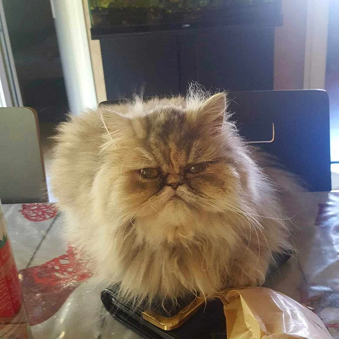 Nina