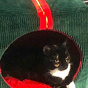 Ryn joined the competition — help win amazing prizes! animal, black_and_white, cat, comfortable, cozy, cute, domestic, feline, fur, gift_shaped, green, holiday_theme, indoor, pet_bed, quiet, red, relaxed, resting, soft_texture, whiskers