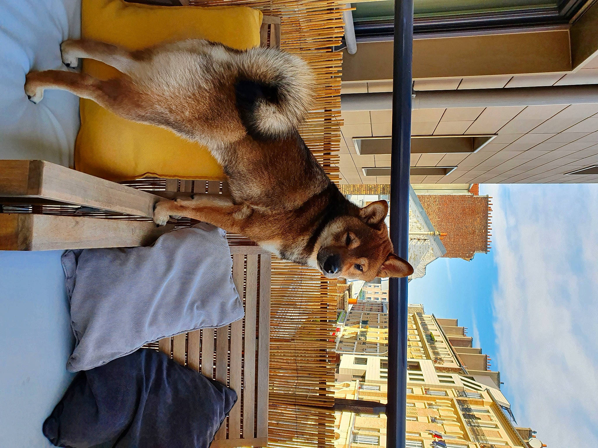 Shiro participe au concours pour gagner de l'argent avec cette photo : art, building, canidae, cloud, dog_breed, facade, fawn, felidae, fur, house, metal, sky, snout, sporting_group, tail, window, wood