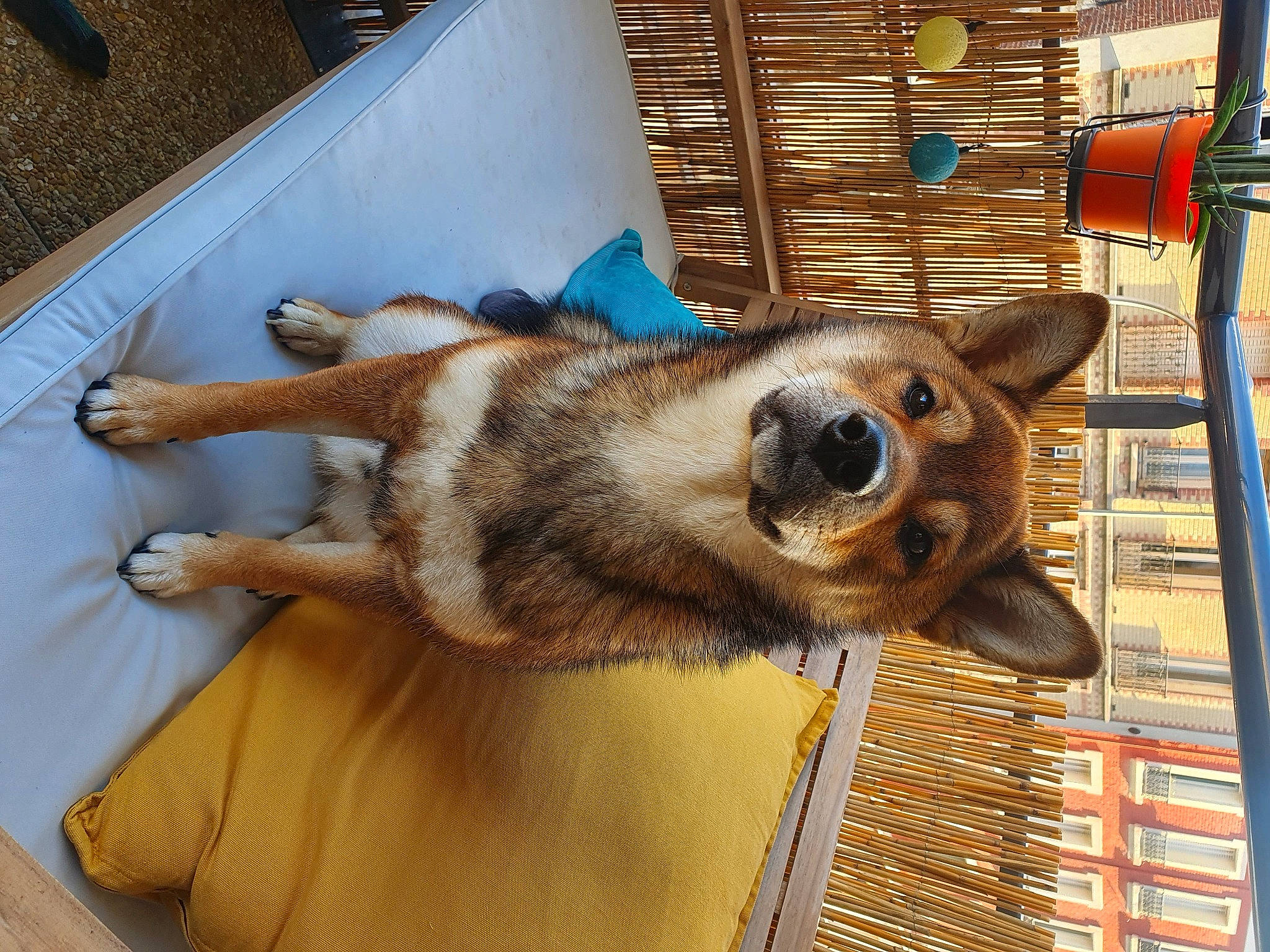 Shiro participe au concours pour gagner de l'argent avec cette photo : canidae, carnivore, collar, comfort, companion_dog, dog, dog_breed, dog_supply, fawn, flooring, fur, mammal, metal, pet_supply, snout, sporting_group, terrestrial_animal, window, wood, working_animal