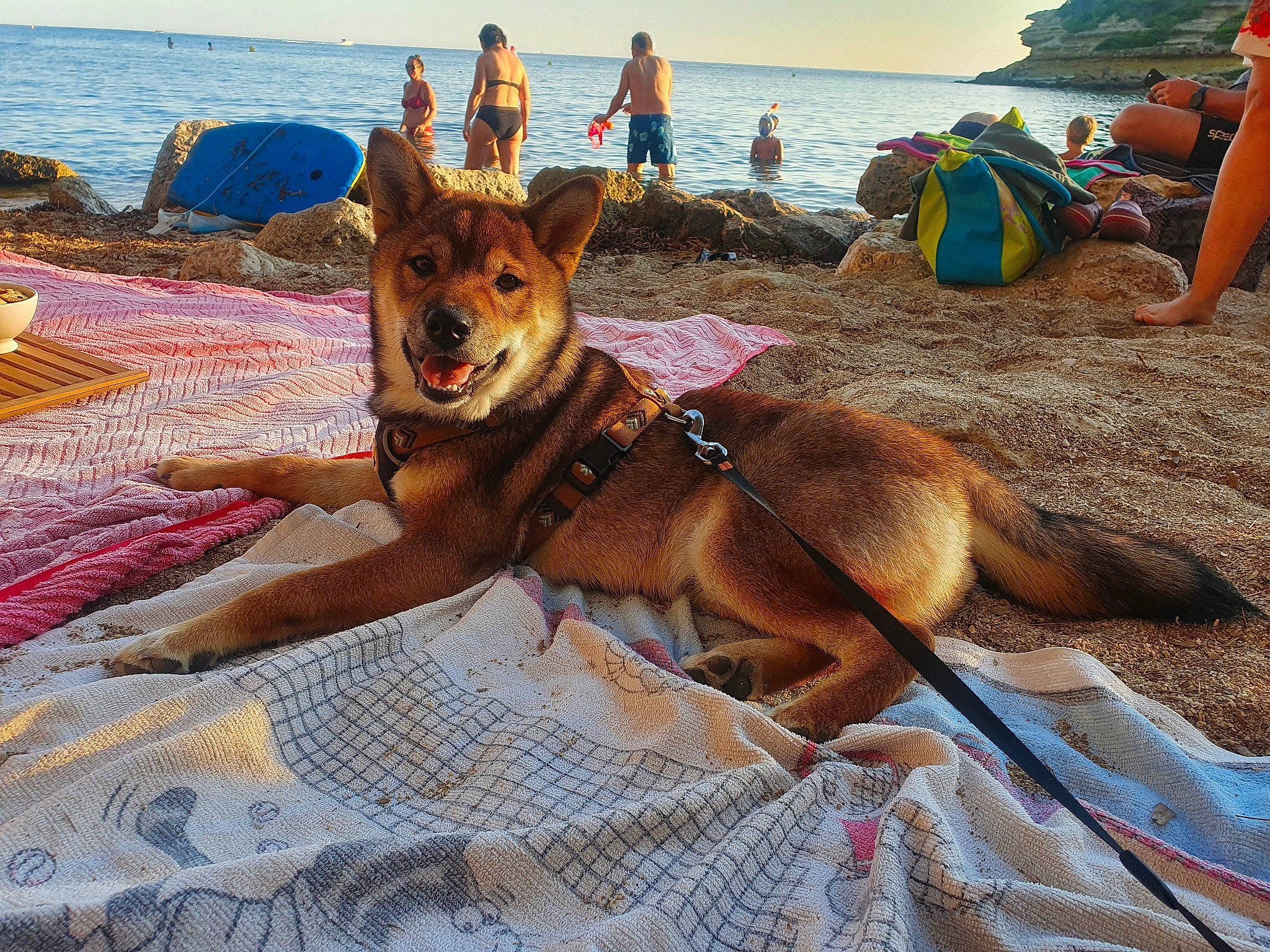 Shiro a rejoint le concours — aidez-le/la à gagner de superbes lots ! beach, carnivore, chair, collar, companion_dog, dog, dog_breed, dog_supply, fawn, fun, lake, leash, leisure, pet_supply, sky, sporting_group, sun_tanning, travel, water, working_animal