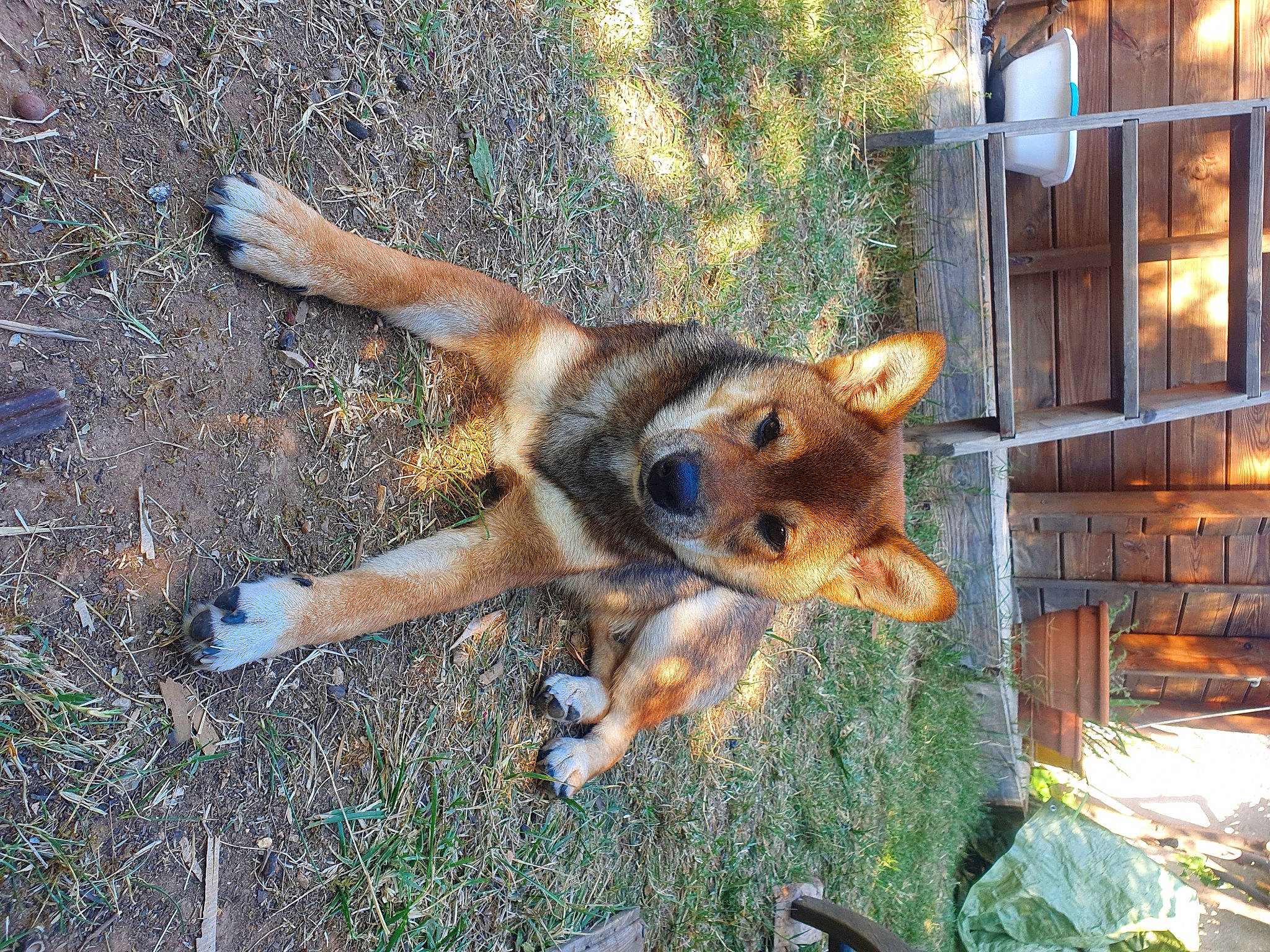 Shiro a rejoint le concours — aidez-le/la à gagner de superbes lots ! art, canidae, carnivore, companion_dog, dog_breed, fawn, fur, grass, groundcover, natural_material, plant, snout, soil, sporting_group, tail, terrestrial_animal, trunk, wildlife, window, wood