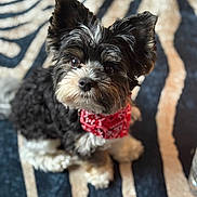 Voyou a rejoint le concours — aidez-le/la à gagner de superbes lots ! dog, puppy, bandana, black_and_white, fur, pet, cute, animal, portrait, indoor, carpet, zebra_pattern, small_dog, looking_up, fluffy, adorable, companion, sitting, alert, domestic_animal