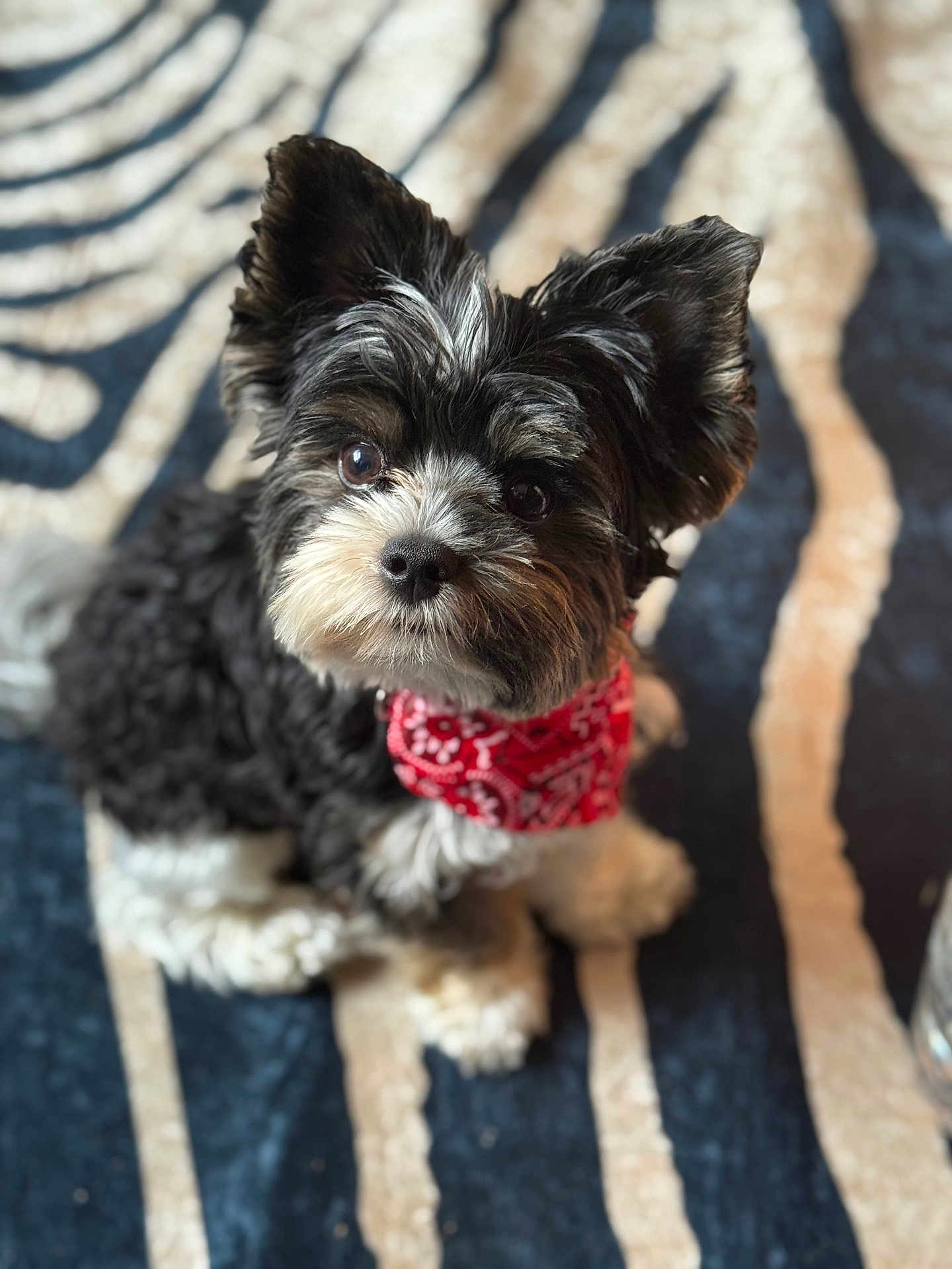 Voyou a rejoint le concours — aidez-le/la à gagner de superbes lots ! dog, puppy, bandana, black_and_white, fur, pet, cute, animal, portrait, indoor, carpet, zebra_pattern, small_dog, looking_up, fluffy, adorable, companion, sitting, alert, domestic_animal