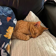 Jasper joined the competition — help win amazing prizes! blanket, cat, closeup, comfort, controller, couch, cozy, feline, home, indoor, leather, leaves_pattern, nap, orange_tabby, pet, pillow, quiet, resting, sleeping, video_game