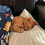 blanket, cat, closeup, comfort, controller, couch, cozy, feline, home, indoor, leather, leaves_pattern, nap, orange_tabby, pet, pillow, quiet, resting, sleeping, video_game