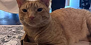 Jasper is registered to the contest to win money with this photo: animal, blanket, cardboard_box, cat, chair, cozy, cute, domestic, ears, feline, floor, fur, home, indoor, orange_tabby, pet, relaxed, resting, rug, whiskers