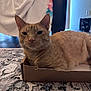 animal, blanket, cardboard_box, cat, chair, cozy, cute, domestic, ears, feline, floor, fur, home, indoor, orange_tabby, pet, relaxed, resting, rug, whiskers