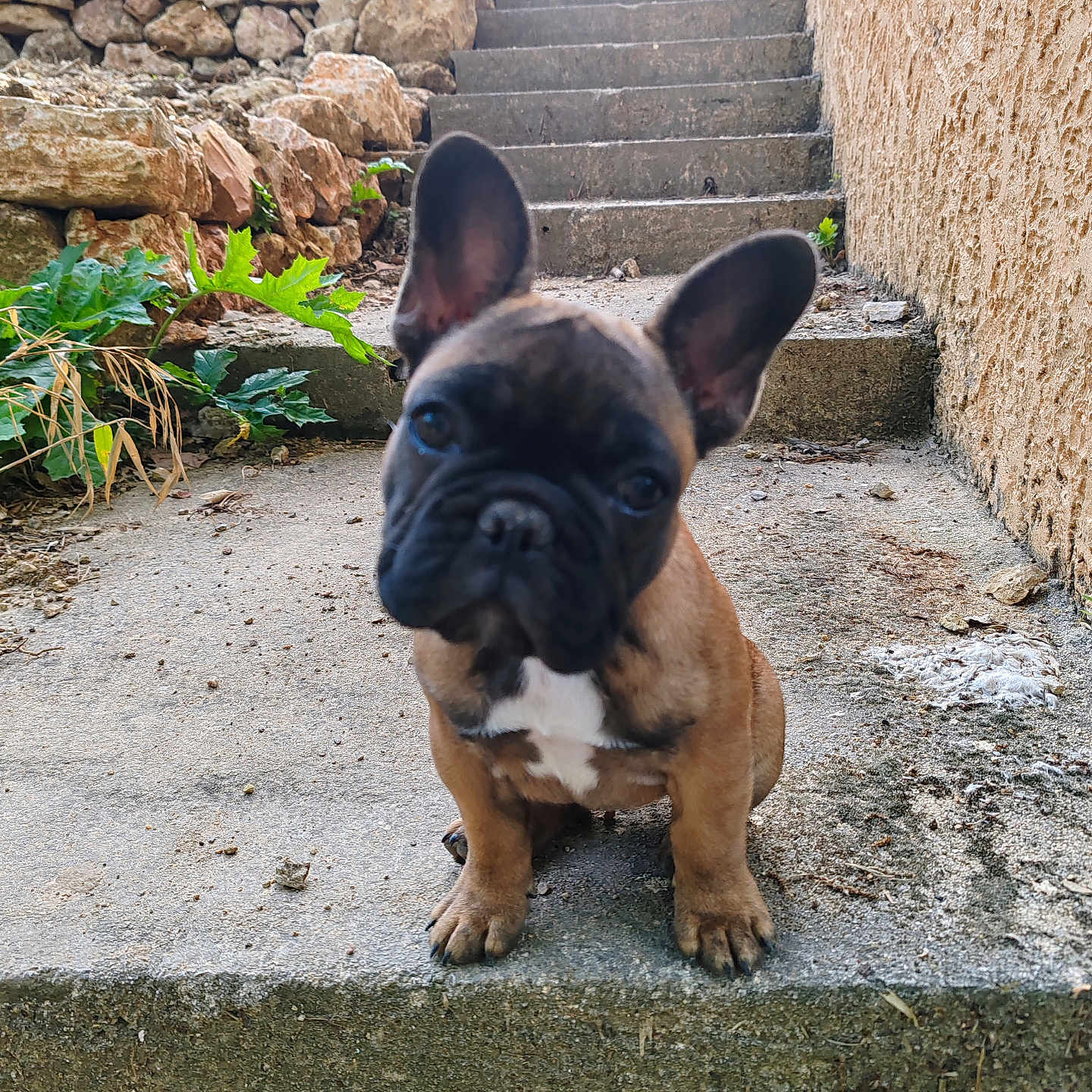 Appy a rejoint le concours — aidez-le/la à gagner de superbes lots ! animal, black_face, brown, concrete, curious, daylight, dog, ears, french_bulldog, greenery, head_tilt, nature, outdoor, pet, puppy, small, stairs, stone_wall, white_chest, young