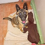 Reine participe au concours pour gagner de l'argent avec cette photo : appliance, blanket, brown_blanket, collar, dog, ears_up, fur, harness, indoor, looking_up, paw, pet, power_cable, red_eye, sitting, tiled_floor, tongue_out, wall, watermark, white_blanket