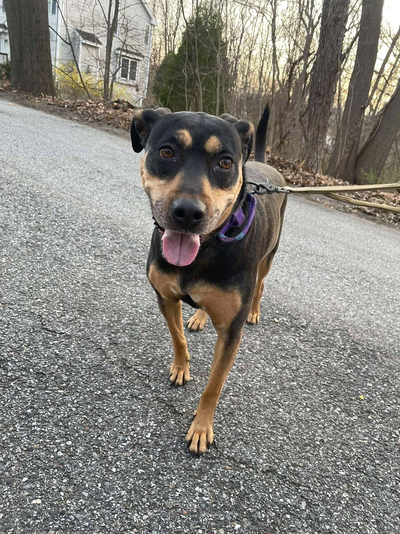 Isabelle joined the competition — help win amazing prizes! asphalt, canidae, carnivore, collar, companion_dog, dog, dog_breed, dog_collar, fashion_accessory, fawn, guard_dog, paw, plant, road_surface, rottweiler, snout, sporting_group, tree, working_animal, working_dog