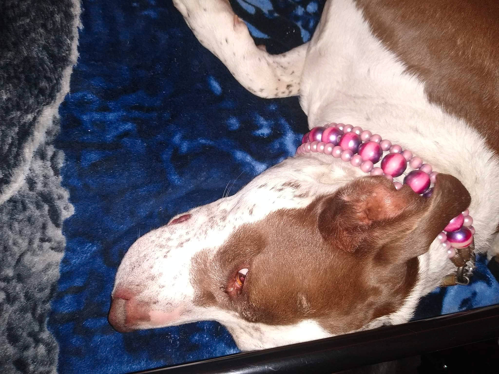 Jenny is registered to the contest to win money with this photo: carnivore, collar, companion_dog, dog, dog_breed, dog_collar, dog_supply, fawn, flesh, gun_dog, jaw, liver, pet_supply, pointer, snout, sporting_group, water, weimaraner, whiskers, working_animal