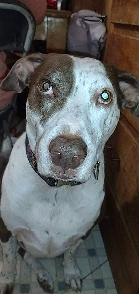 Jenny joined the competition — help win amazing prizes! canidae, carnivore, collar, companion_dog, dog, dog_breed, dog_collar, fawn, hunting_dog, metal, non_sporting_group, snout, sporting_group, terrestrial_animal, whiskers, working_animal